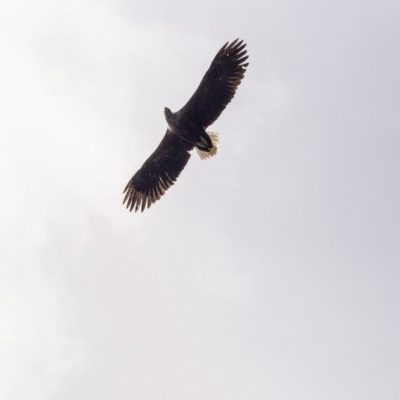 bird migration sagres